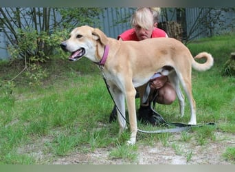 Klaas Knopf, Labrador-Kangal-Mix, geb. 2024