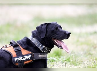 Buddy, sucht erfahrene Hundehalter