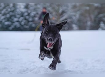 Buddy, sucht erfahrene Hundehalter
