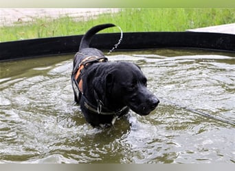 Buddy, sucht erfahrene Hundehalter