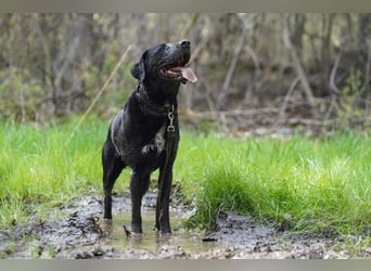 Buddy, sucht erfahrene Hundehalter
