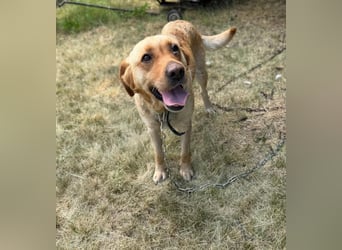 Lisel - liebe Labrador-Mischlingshündin