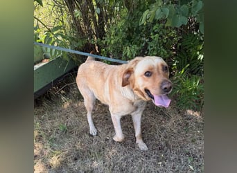 Lisel - liebe Labrador-Mischlingshündin