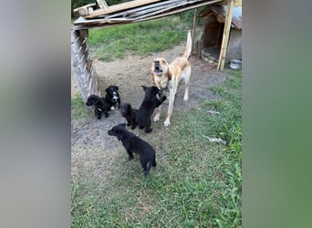 Lisel - liebe Labrador-Mischlingshündin