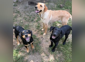 Lisel - liebe Labrador-Mischlingshündin