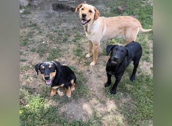 Lisel - liebe Labrador-Mischlingshündin