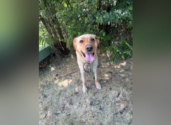 Lisel - liebe Labrador-Mischlingshündin