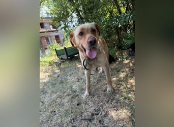 Lisel - liebe Labrador-Mischlingshündin