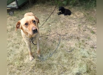 Lisel - liebe Labrador-Mischlingshündin