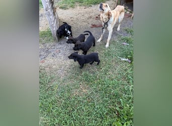 Lisel - liebe Labrador-Mischlingshündin
