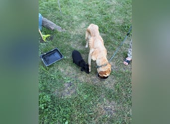 Lisel - liebe Labrador-Mischlingshündin