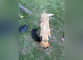 Lisel - liebe Labrador-Mischlingshündin