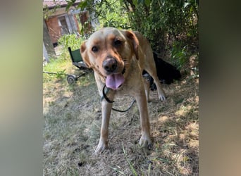 Lisel - liebe Labrador-Mischlingshündin