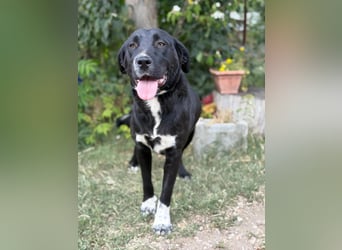 Ziba KK – Schwarze Schönheit möchte Einzelprinzessin werden