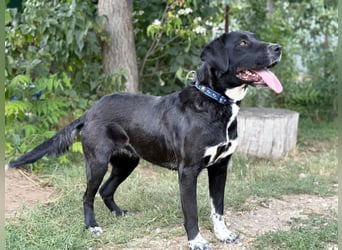 Ziba KK – Schwarze Schönheit möchte Einzelprinzessin werden