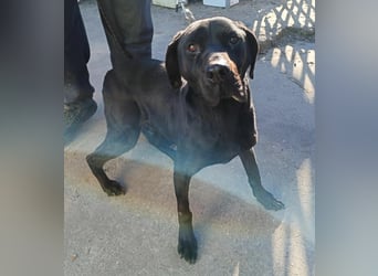 Talpas KK Raus aus dem Heim rein ins Herz