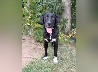 Ziba KK – Schwarze Schönheit möchte Einzelprinzessin werden