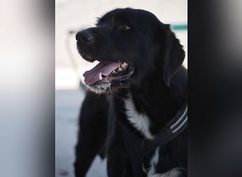 Dibala - ein Herz aus purem Gold