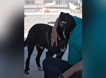 Dibala - ein Herz aus purem Gold