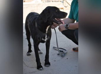 Dibala - ein Herz aus purem Gold