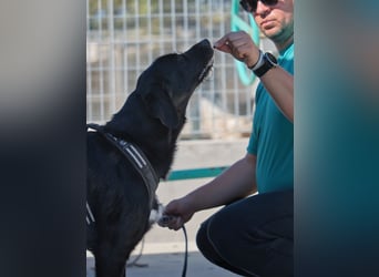 Dibala - ein Herz aus purem Gold