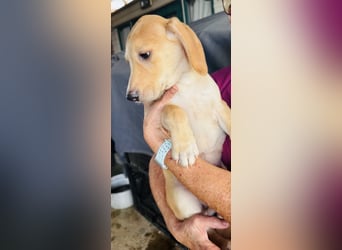 Yael - anmutiges Hundekind mit dem großen Herzen