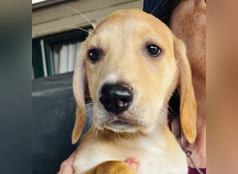 Yael - anmutiges Hundekind mit dem großen Herzen