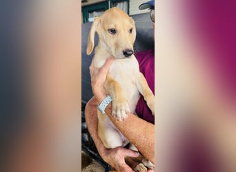 Yael - anmutiges Hundekind mit dem großen Herzen