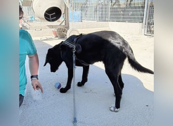 Dibala - ein Herz aus purem Gold