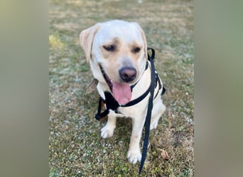 Sanfter Labrador Retriever, 3J., gepflegt, stubenrein, kastriert