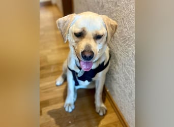 Sanfter Labrador Retriever, 3J., gepflegt, stubenrein, kastriert