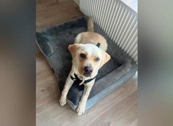 Sanfter Labrador Retriever, 3J., gepflegt, stubenrein, kastriert