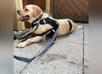 Sanfter Labrador Retriever, 3J., gepflegt, stubenrein, kastriert