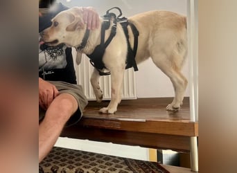 Sanfter Labrador Retriever, 3J., gepflegt, stubenrein, kastriert
