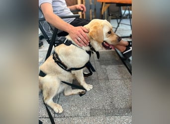 Sanfter Labrador Retriever, 3J., gepflegt, stubenrein, kastriert