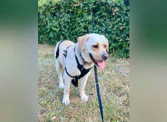 Sanfter Labrador Retriever, 3J., gepflegt, stubenrein, kastriert