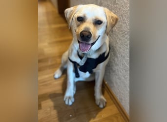 Sanfter Labrador Retriever, 3J., gepflegt, stubenrein, kastriert