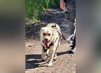 Sanfter Labrador Retriever, 3J., gepflegt, stubenrein, kastriert
