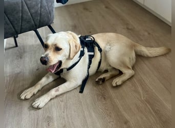 Sanfter Labrador Retriever, 3J., gepflegt, stubenrein, kastriert