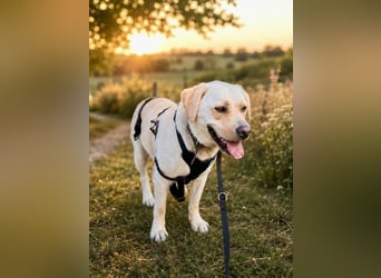 Sanfter Labrador Retriever, 3J., gepflegt, stubenrein, kastriert