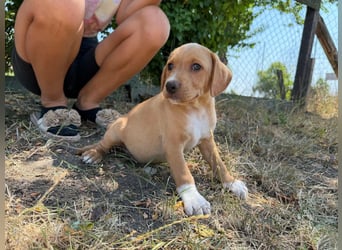 Scooby, geboren 14.05.2026, 27cm sucht sein Glück
