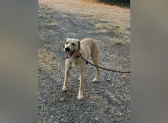 Max, geb. 06.2024, 55cm sucht sein Zuhause