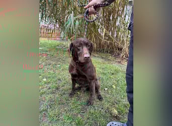 Borisz, geboren 22.11.2023, 57cm sucht seinem Herzensmenschen