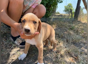 Scooby, geboren 14.05.2026, 27cm sucht sein Glück
