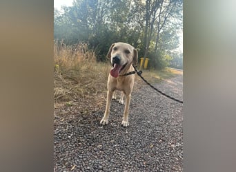 Max, geboren 08.06.2024, 55cm sucht sein Zuhause