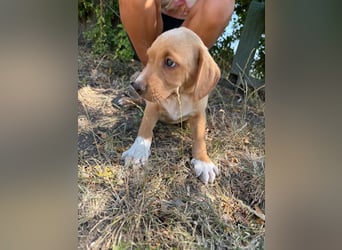Scooby, geboren 14.05.2026, 27cm sucht sein Glück