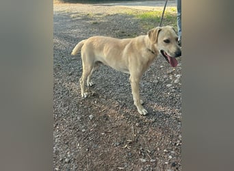 Max, geboren 08.06.2024, 55cm sucht sein Zuhause