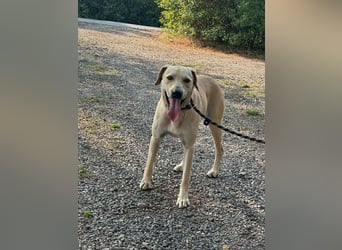 Max, geboren 08.06.2024, 55cm sucht sein Zuhause