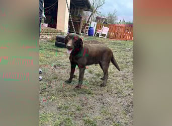 Borisz, geboren 22.11.2023, 57cm sucht seinem Herzensmenschen