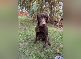 Borisz, geboren 22.11.2023, 57cm sucht seinem Herzensmenschen